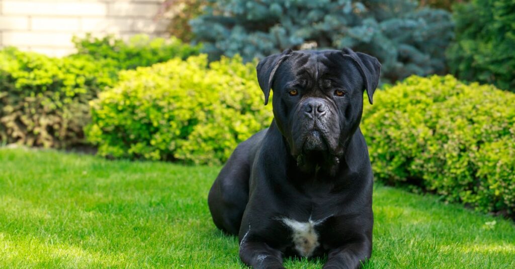 Cane Corso Dallas_Fort Worth