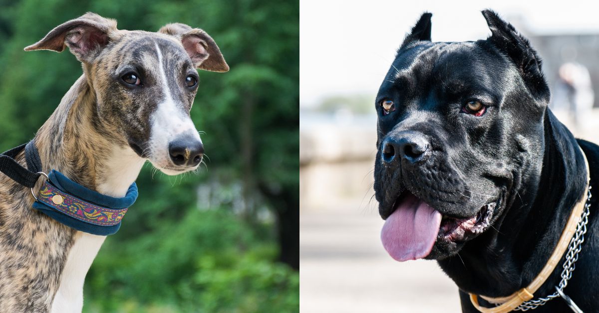 Greyhounds and Cane Corso in the Dallas_Fort Worth area